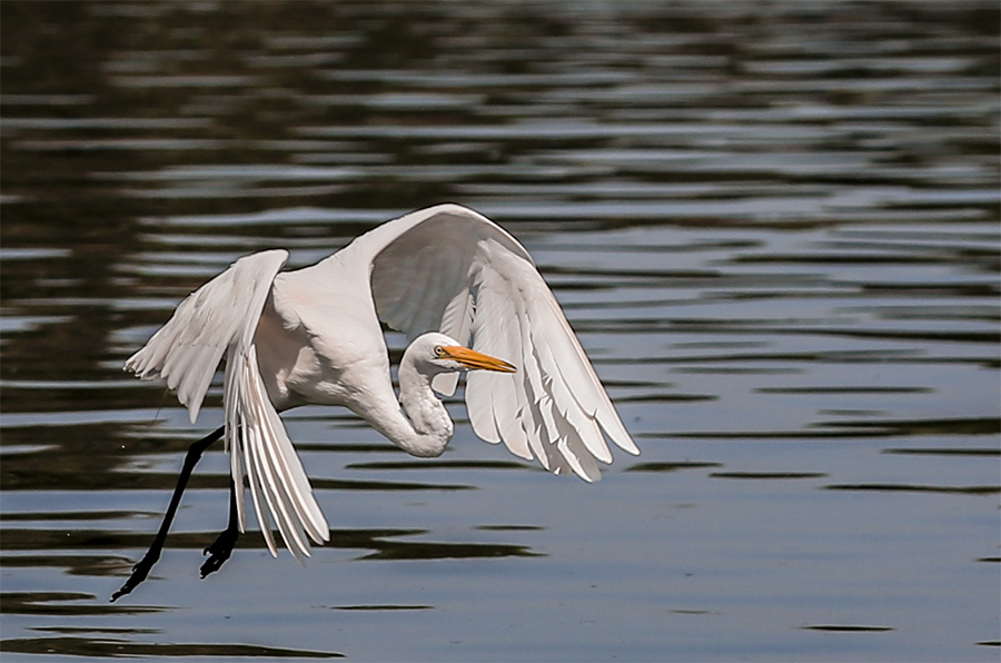 079A8245-1a.jpg : Egret 의 우아한 날개짓..