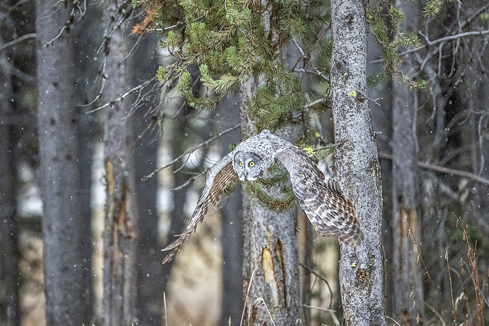 _49A4671-5.jpg : Great Gray Owl