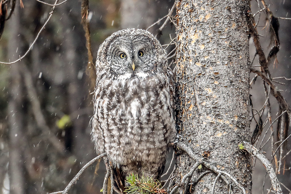 A36I4324-5.jpg : Great Gray Owl