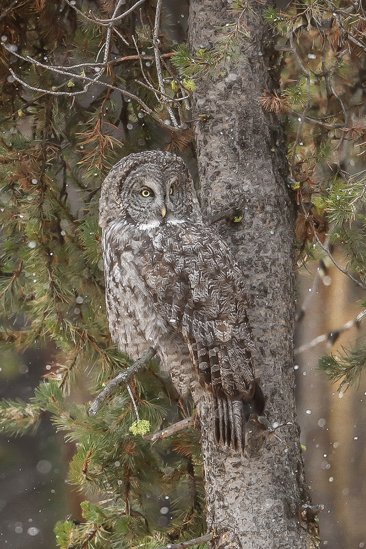 A36I4334-5.jpg : Great Gray Owl