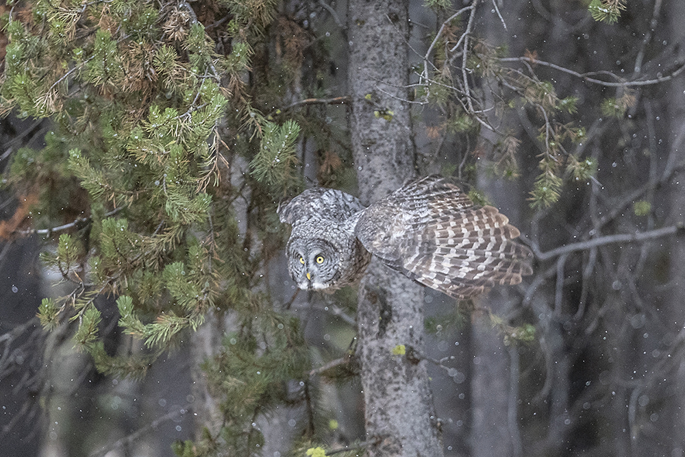 _49A4670-5.jpg : Great Gray Owl