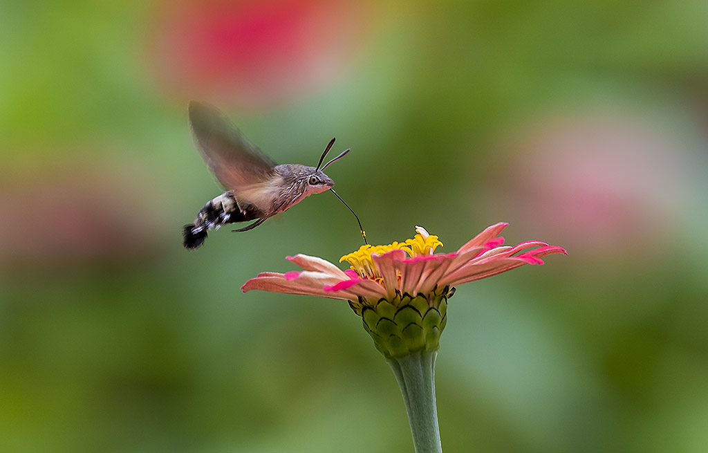 _YJL9328rcnhss.jpg : summer garden