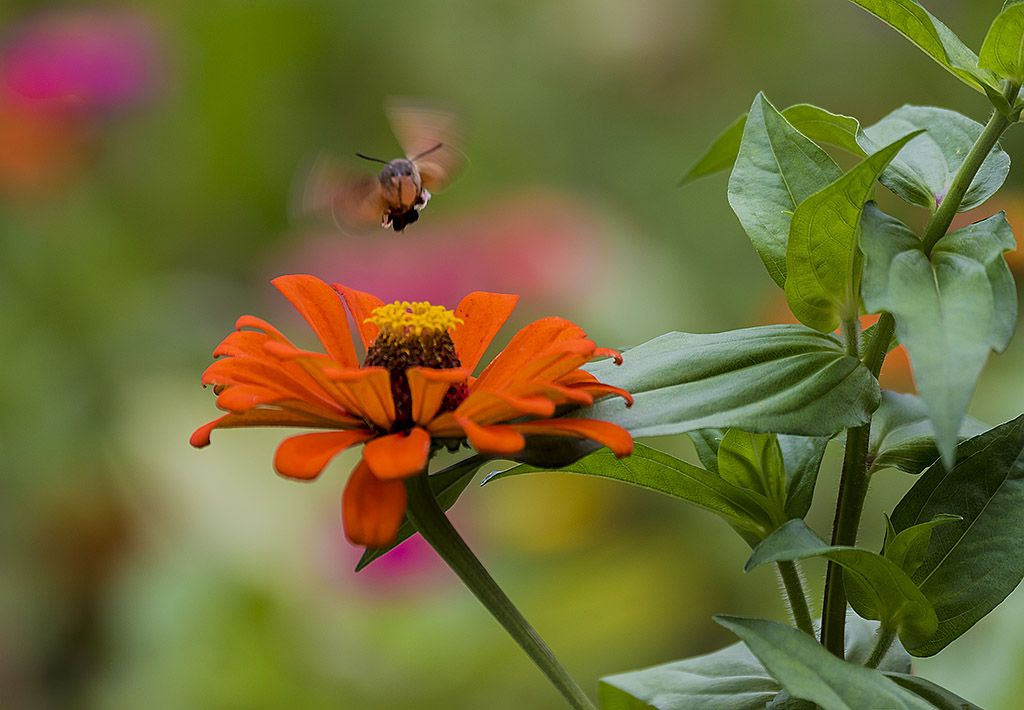 _YJL9371rcnhss.jpg : summer garden