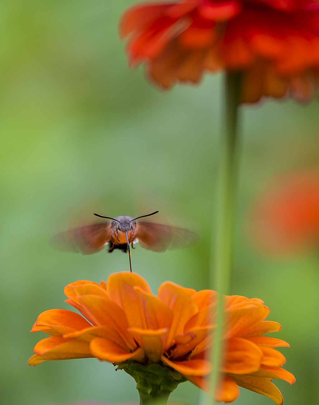 _YJL9333rcnhss.jpg : summer garden