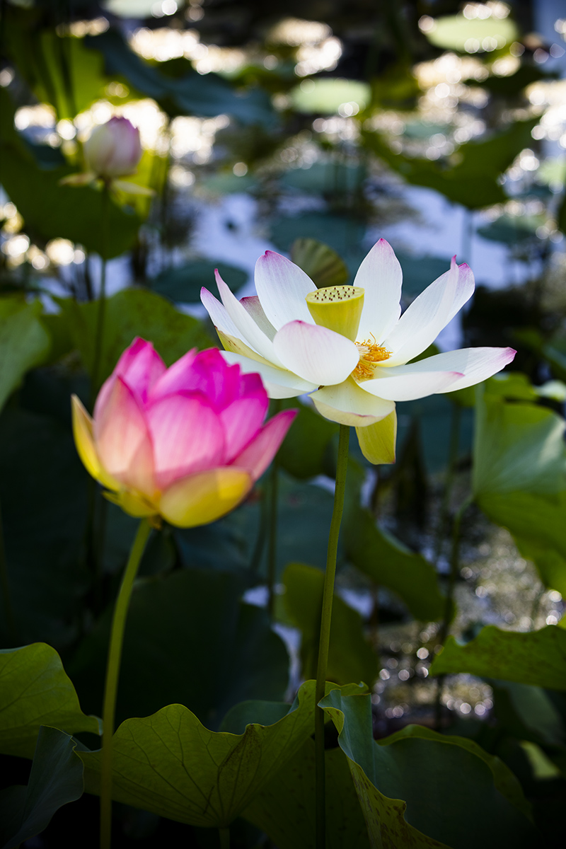 _S5A9976-1a.jpg : Lotus@Echo Park