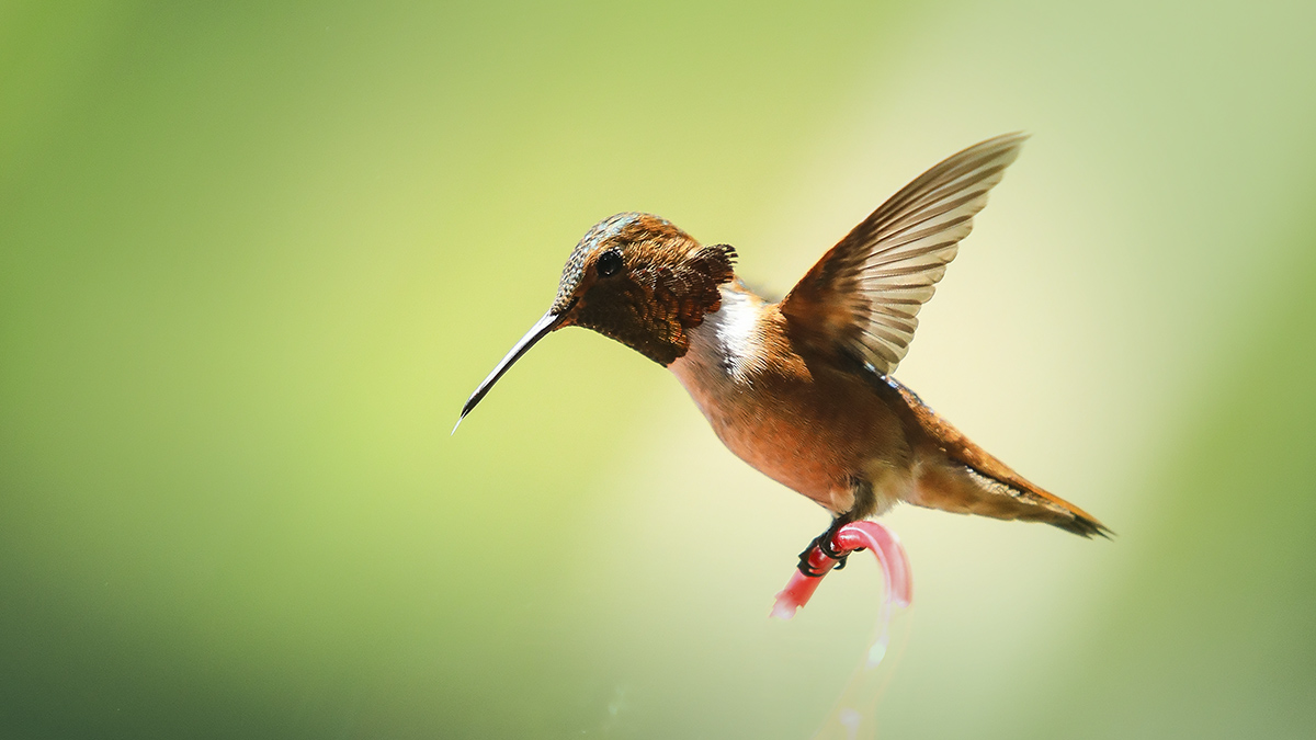 7R6A1669-1a.jpg : Hummingbird