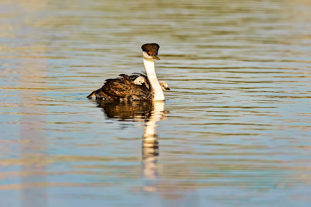 AB4W8855-Edit.jpg : Grebe Family