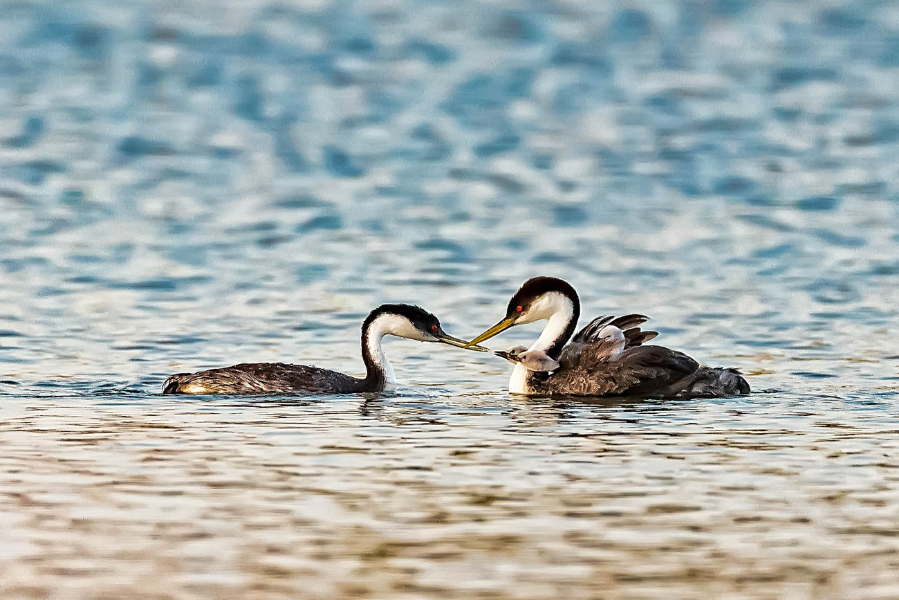 AB4W9089-Edit.jpg : Grebe Family