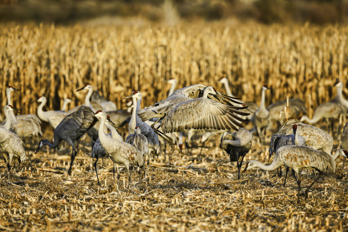 AB4W3342-Edit.jpg : Sandhill Cranes