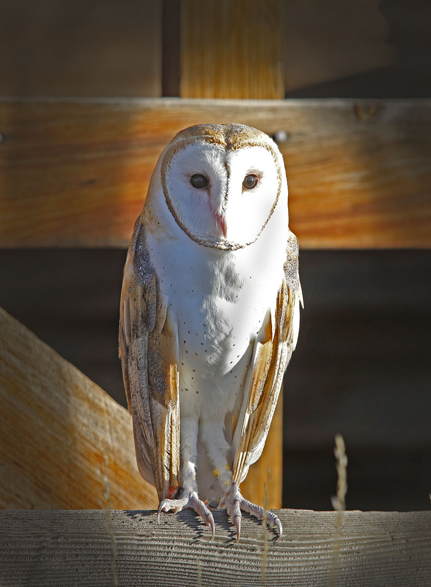 _49A0110-3.jpg : Barn Owl