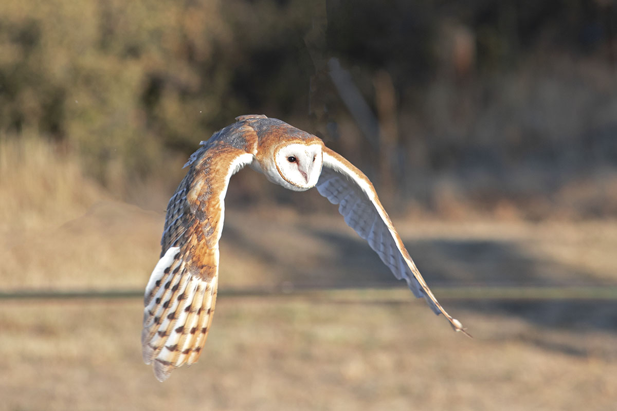 _49A0028-3.jpg : Barn Owl