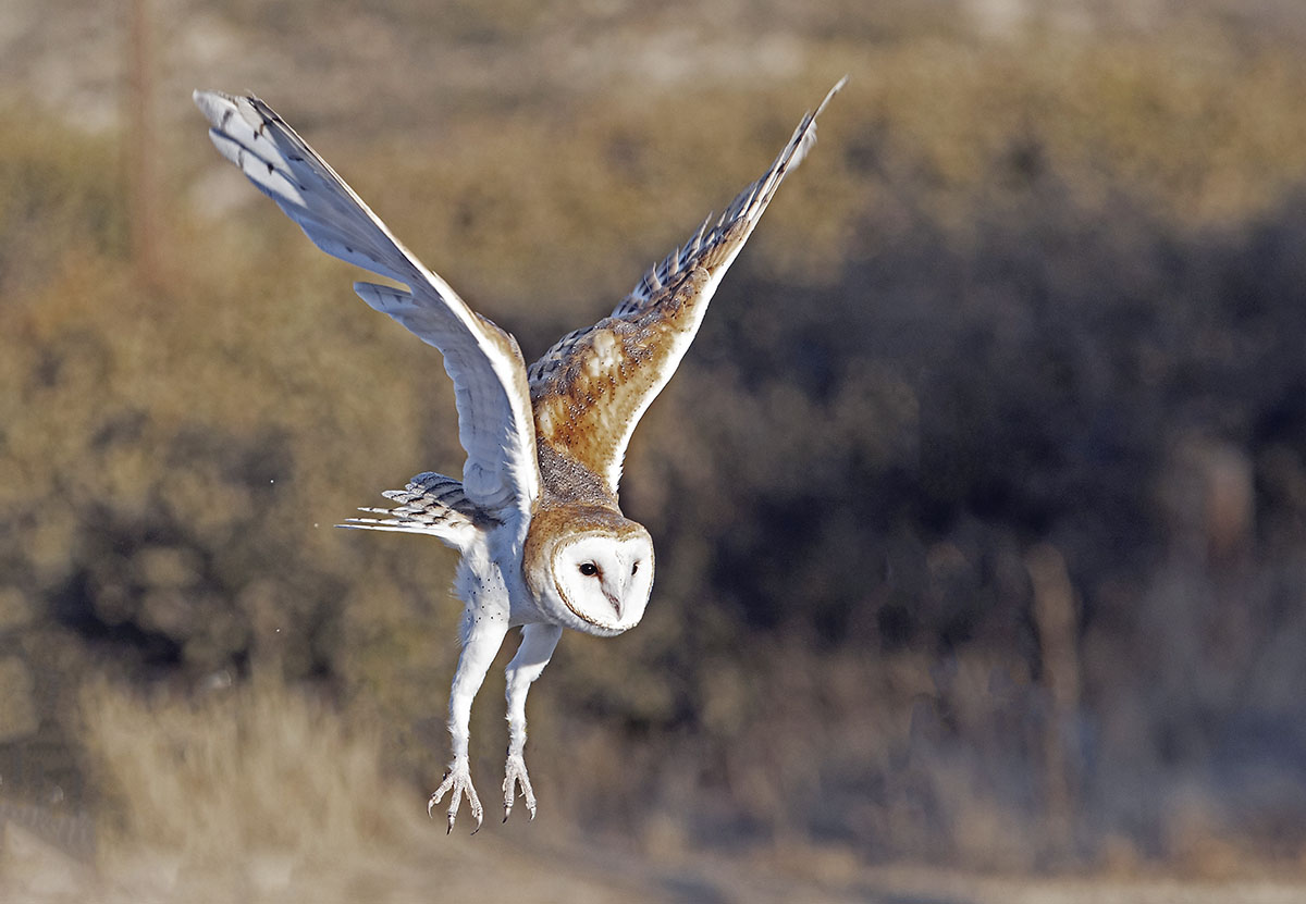 _49A0027-3.jpg : Barn Owl