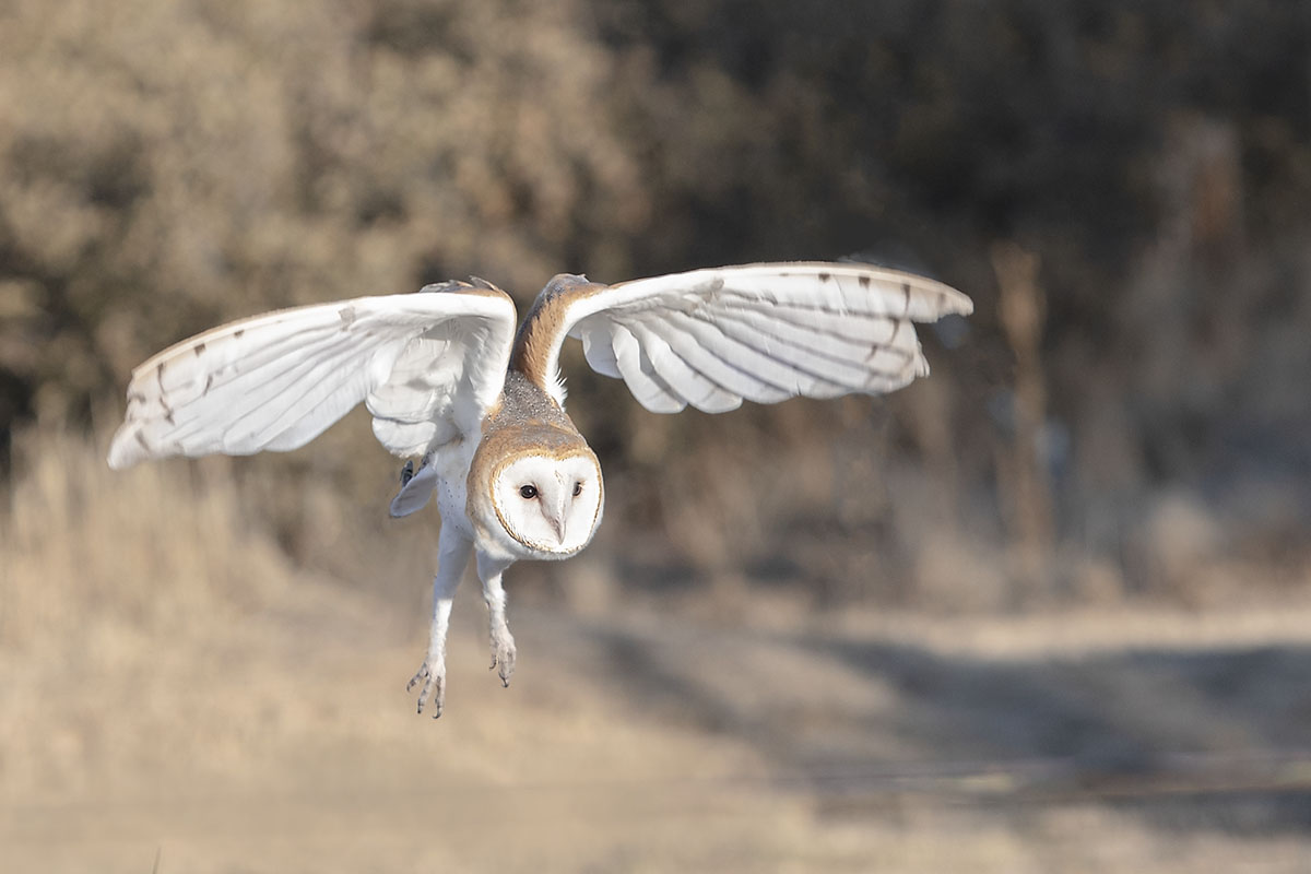 _49A0046-3.jpg : Barn Owl