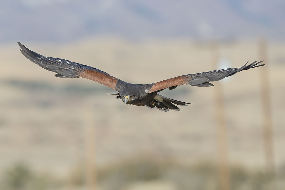 A36I1882-3.jpg : Red Tailed Hawk