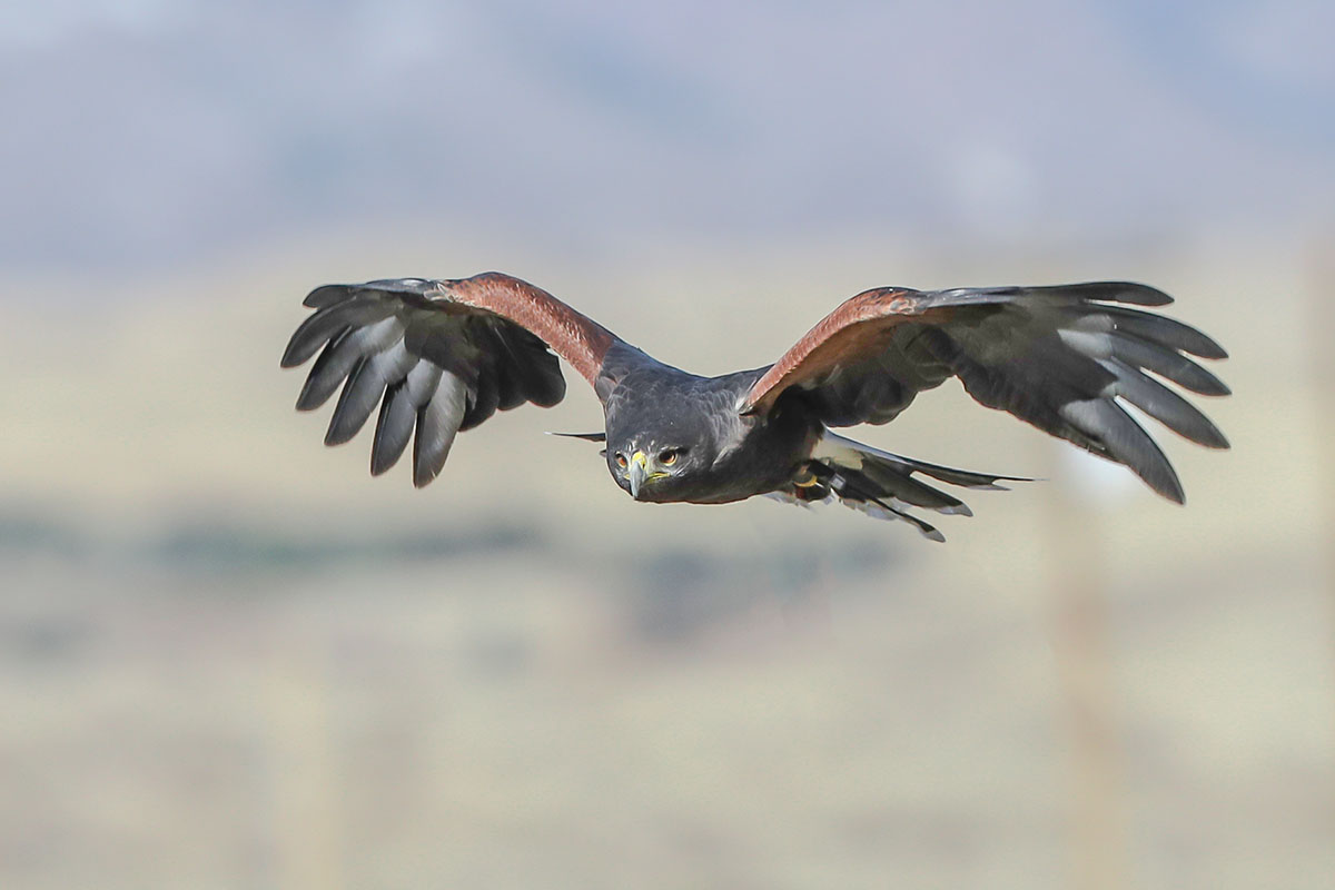 A36I1881-3.jpg : Red Tailed Hawk