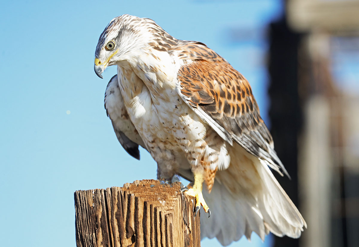 A36I1715-3.jpg : Red Tailed Hawk ( Female)