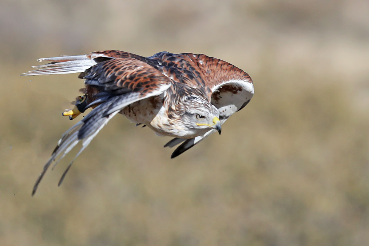 A36I1816-3.jpg : Red Tailed Hawk ( Female)