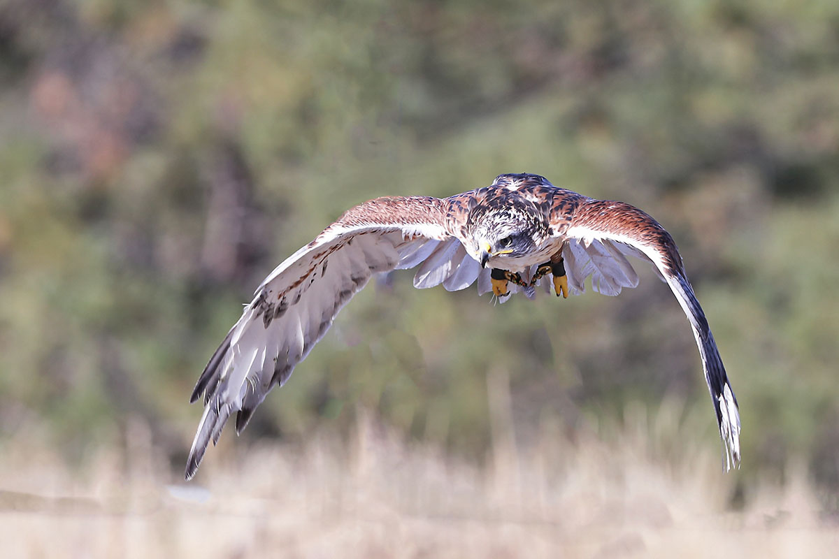 A36I1796-3.jpg : Red Tailed Hawk ( Female)