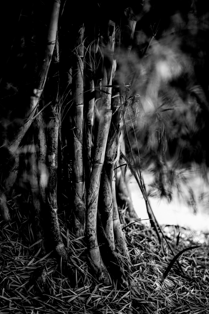 bamboo bw.jpg : 저만큼 빛은 내리는데