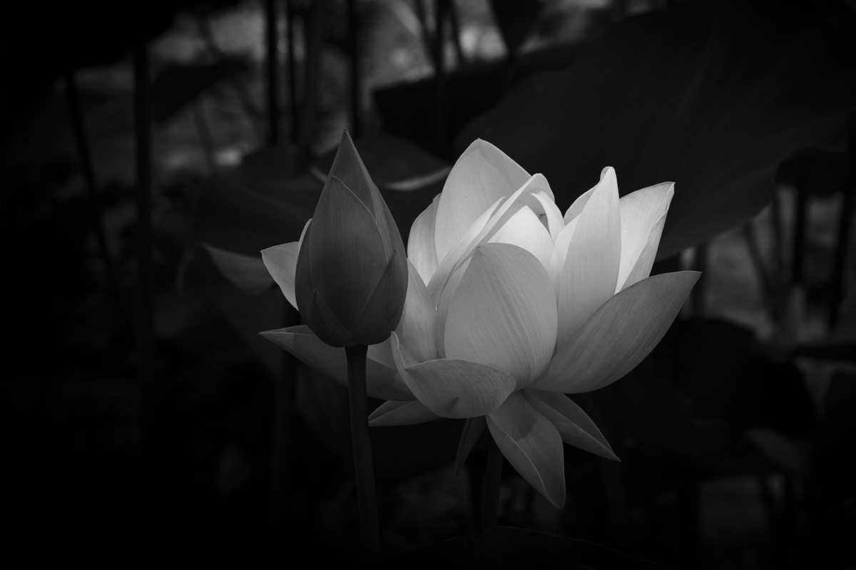 -1b.jpg : Lotus