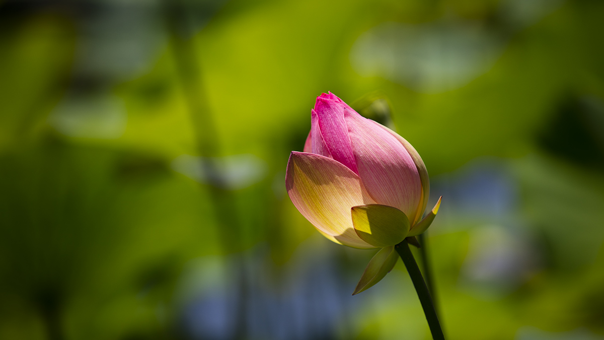 _S5A7707-1a.jpg : Lotus