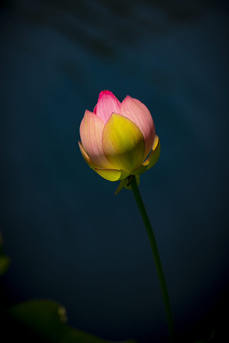 _S5A7716-1a.jpg : Lotus