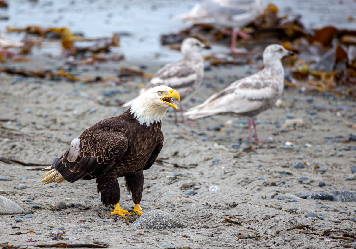 AB4W6350.jpg : Bald eagle