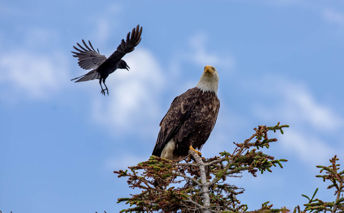 8B2A2540.jpg : Bald eagle