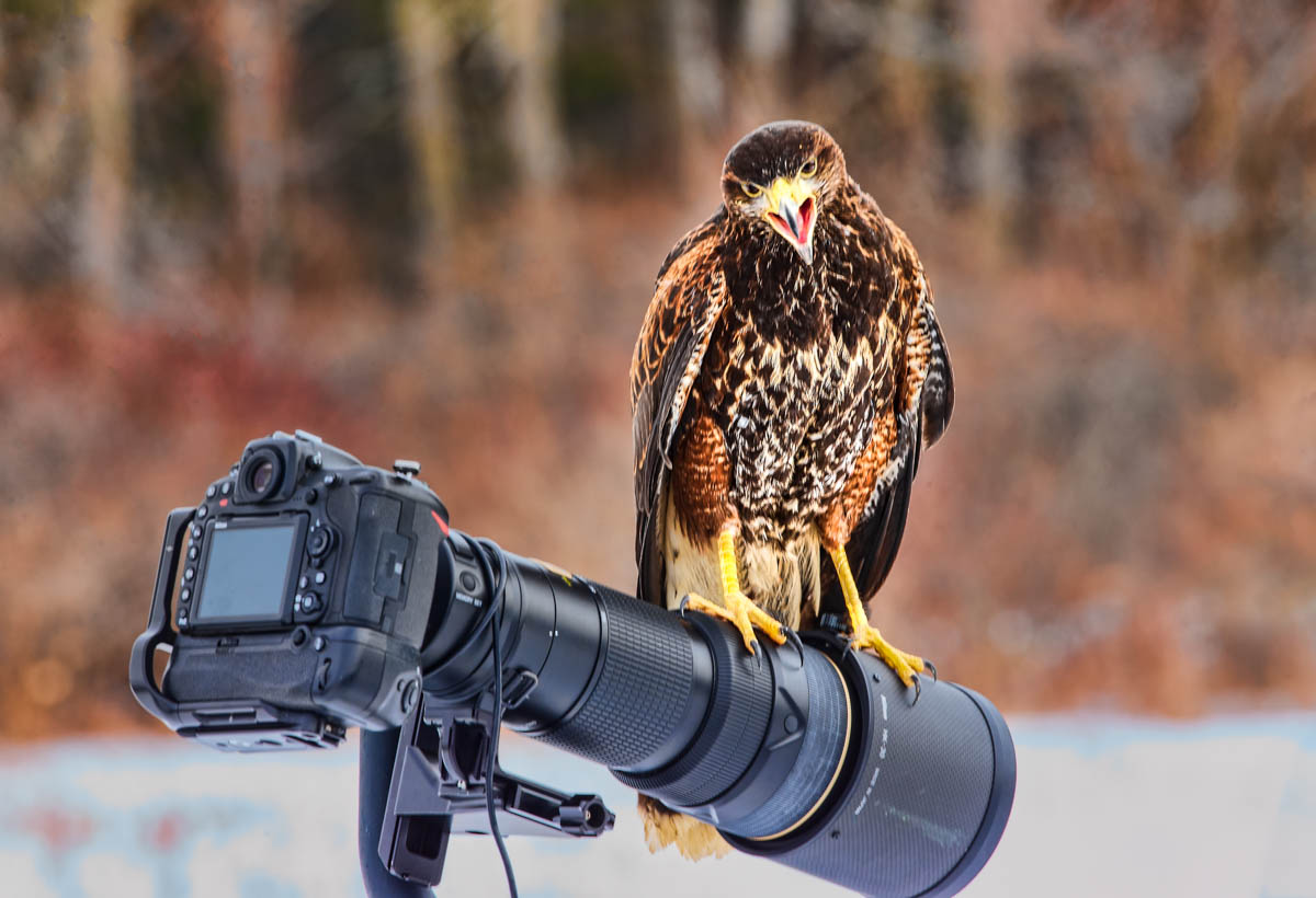 AB4W6473-Edit.jpg : Harris's Hawk