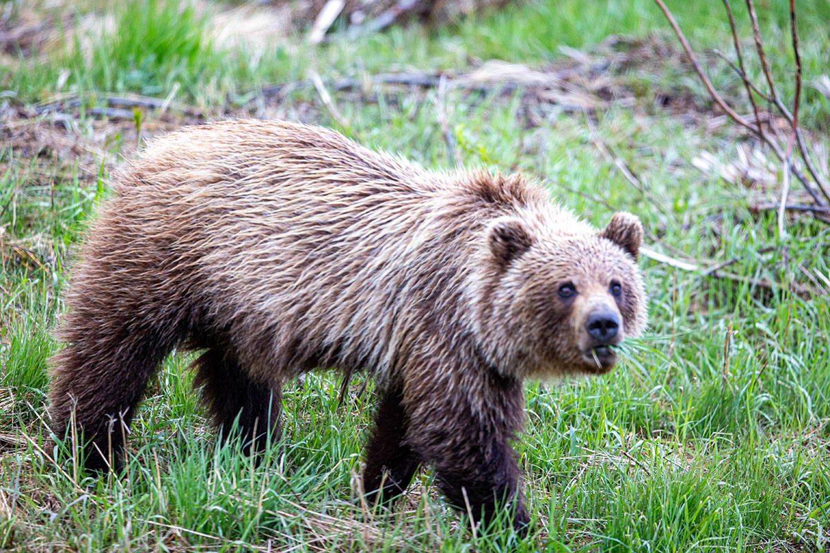 AB4W4633_R.jpg : Grizzly bear