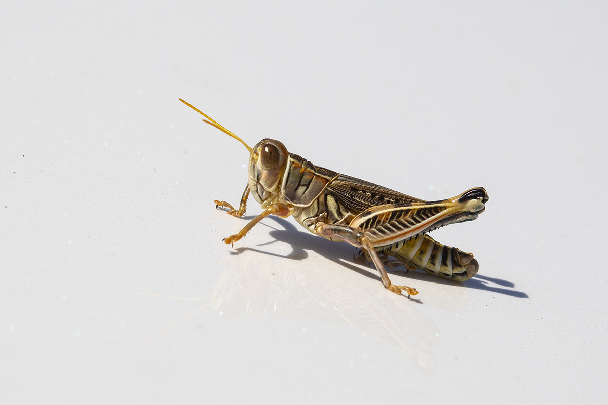 7R6A9431-1a.jpg : Lancaster의 Locust