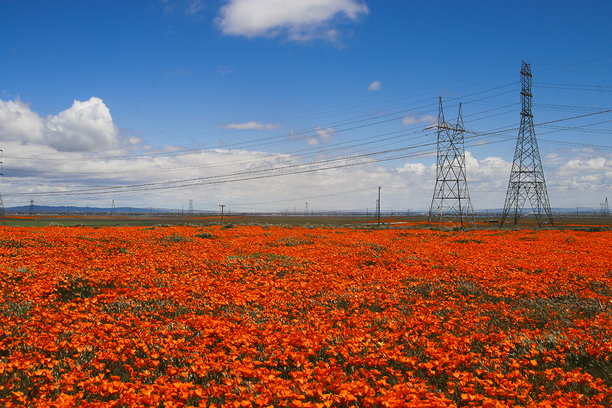 IMG_0198-1a.jpg : Poppy Paradise...