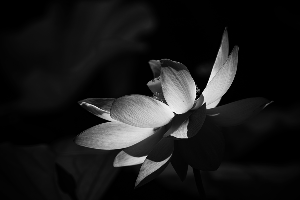 7R6A0082-1a.jpg : Lotus@Echo Park