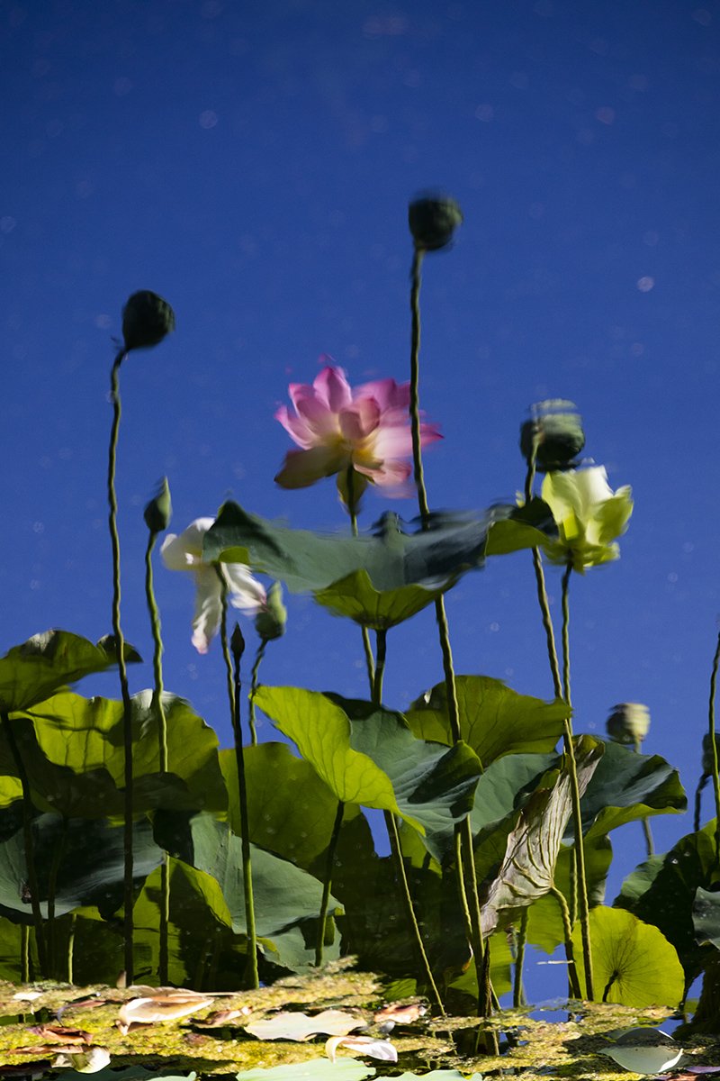 7R6A0108-1a.jpg : Lotus@Echo Park