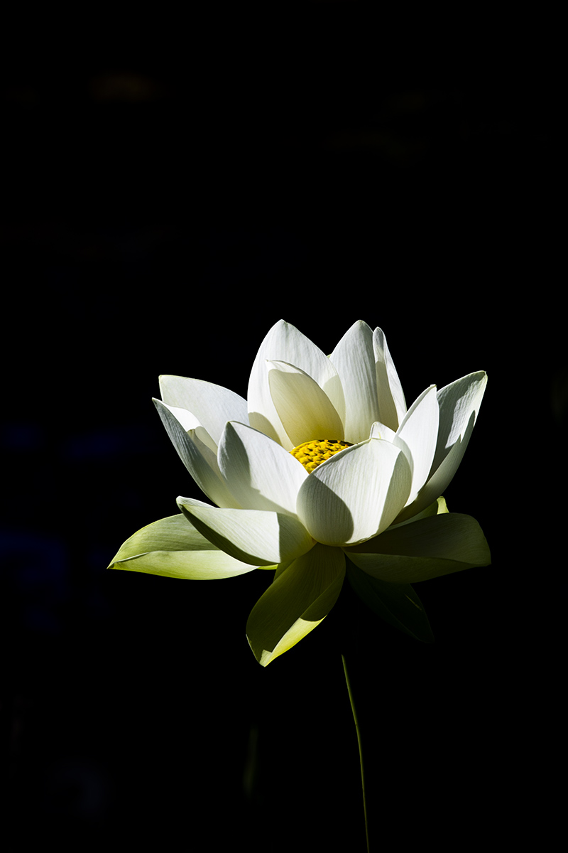 7R6A0019-1a.jpg : Lotus@Echo Park