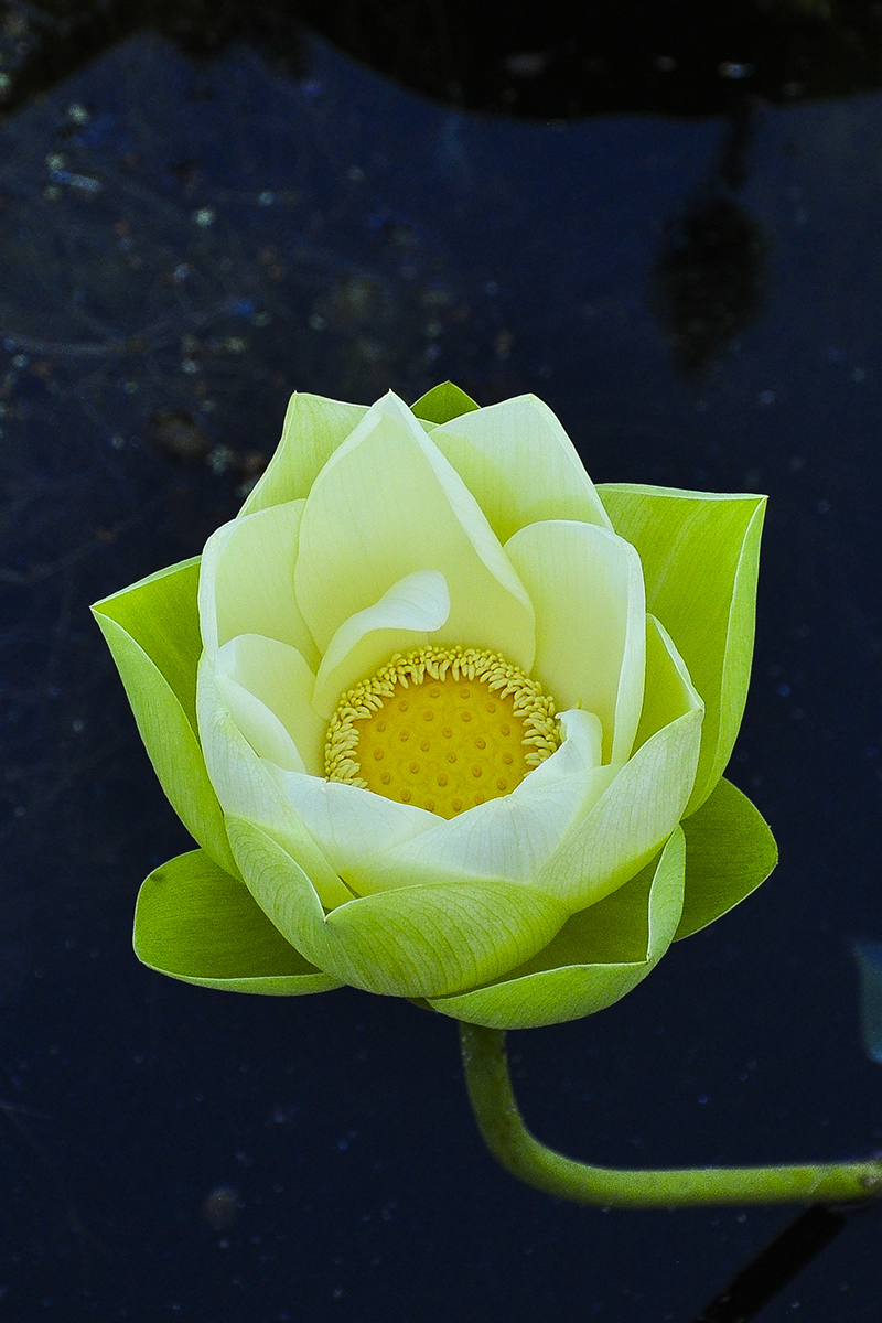 DSC_0185-1a.jpg : Lotus