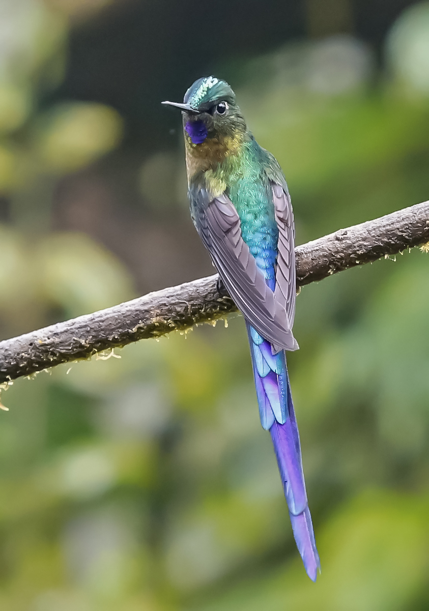 _49A1631-3.jpg : Violettear Hummingbird