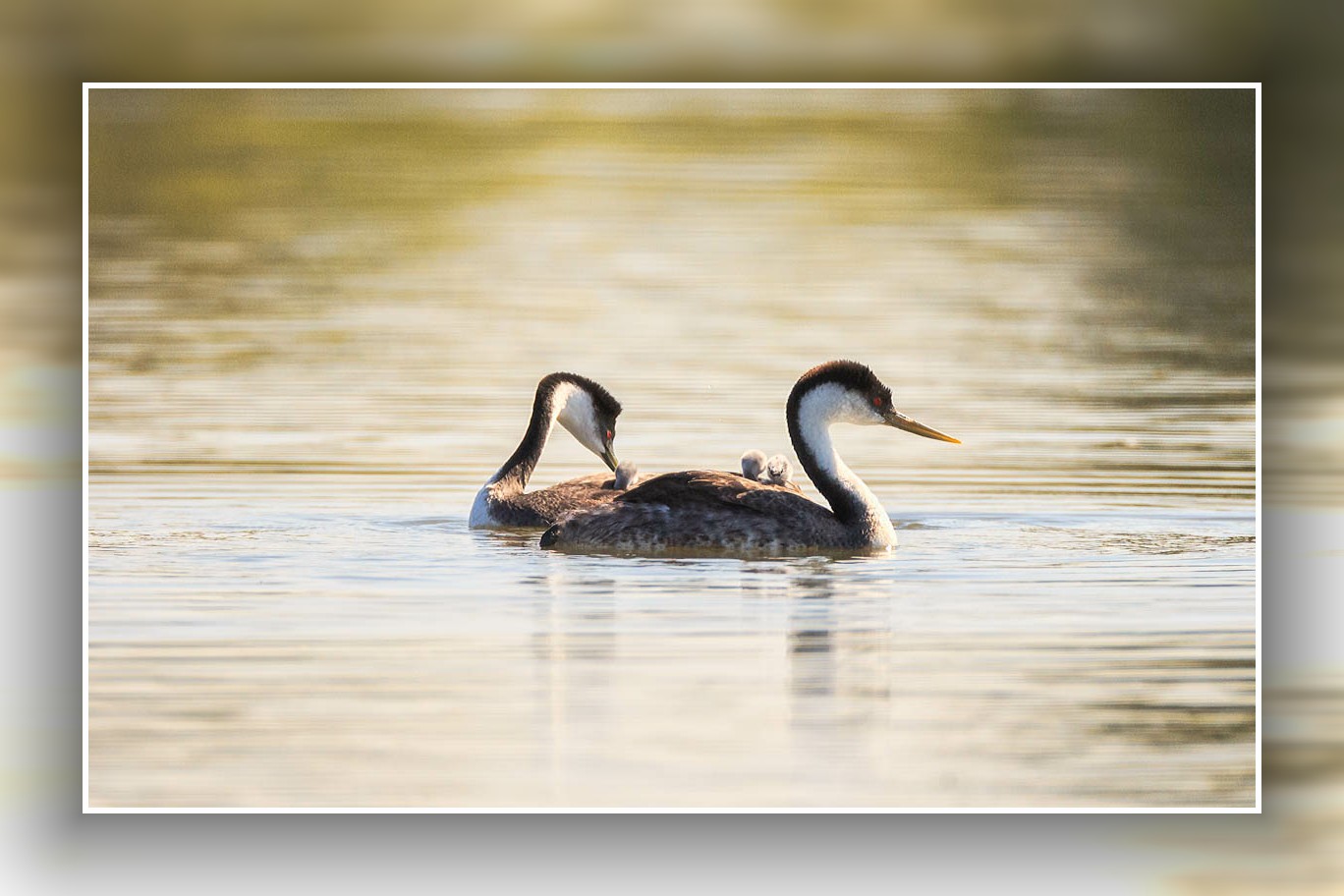 AB4W7451-Edit.jpg : Clark's Grebe Family의 나들이