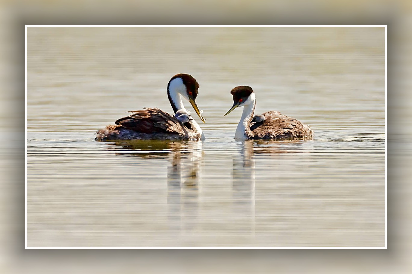 AB4W7599-Edit.jpg : Clark's Grebe Family의 나들이