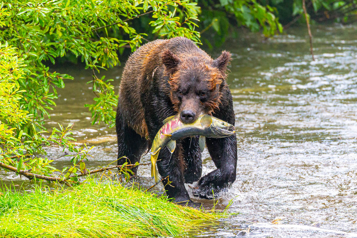 AB4W6014.jpg : Grizzly Bear 2