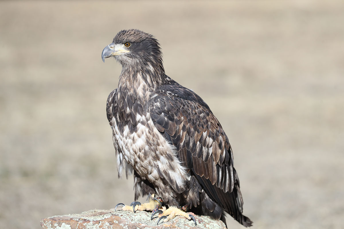 A36I2011-3.jpg : Golden Eagle ( Female)