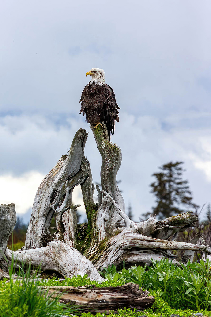 AB4W7167.jpg : Bald eagle 2