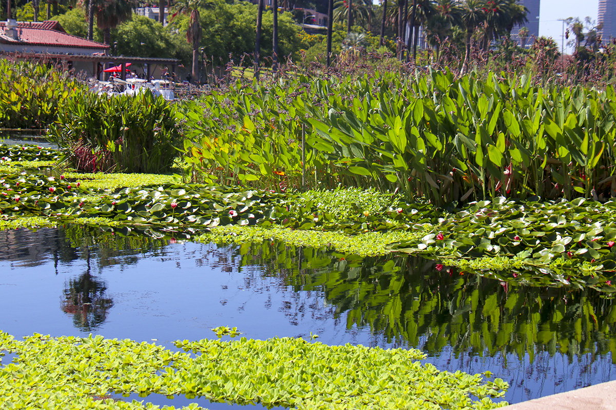 IMG_1197-1.jpg : Echo Park with Corona