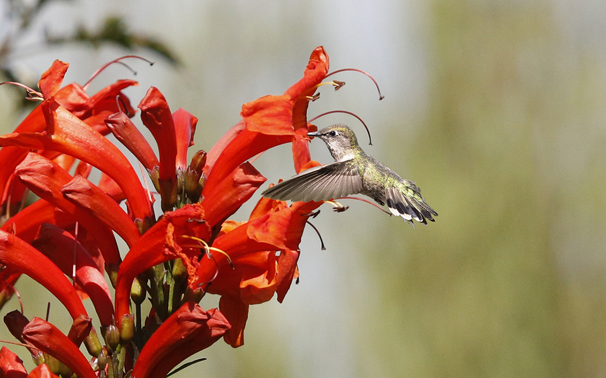 _49A3284-3.jpg : 蜂鳥花舞