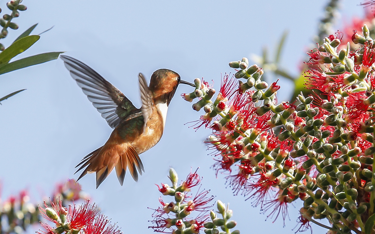 _49A3294-1.jpg : 蜂鳥花舞