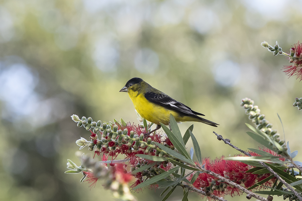 _49A3324-1.jpg : 蜂鳥花舞