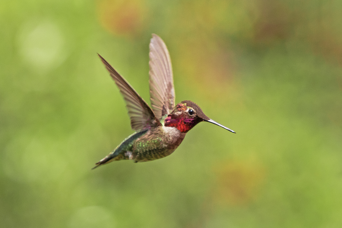 009-3.jpg : 蜂鳥花舞