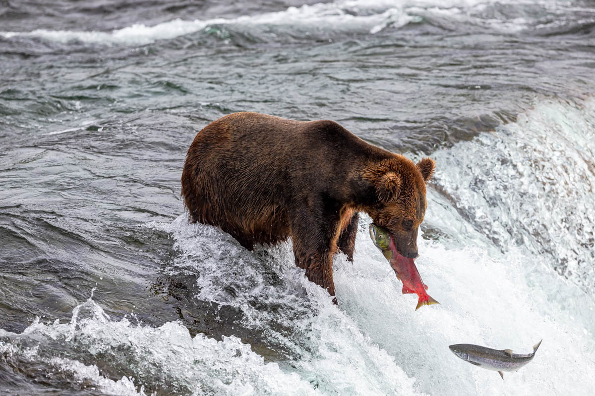 AB4W0925.jpg : Grizzly Bear 3