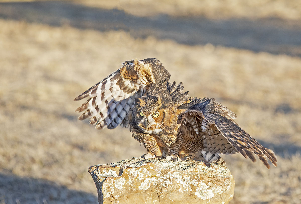 _49A9912-3.jpg : Eagle Owl