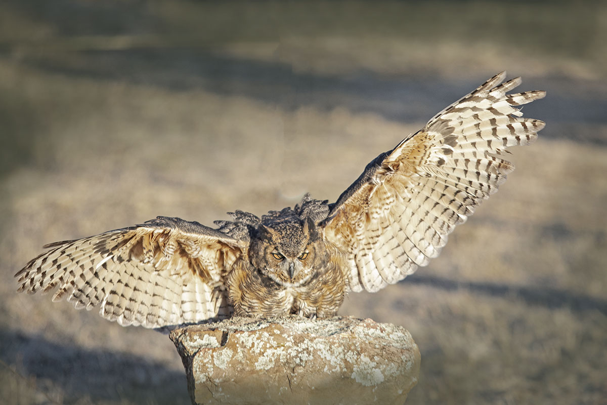 _49A9918-3.jpg : Eagle Owl